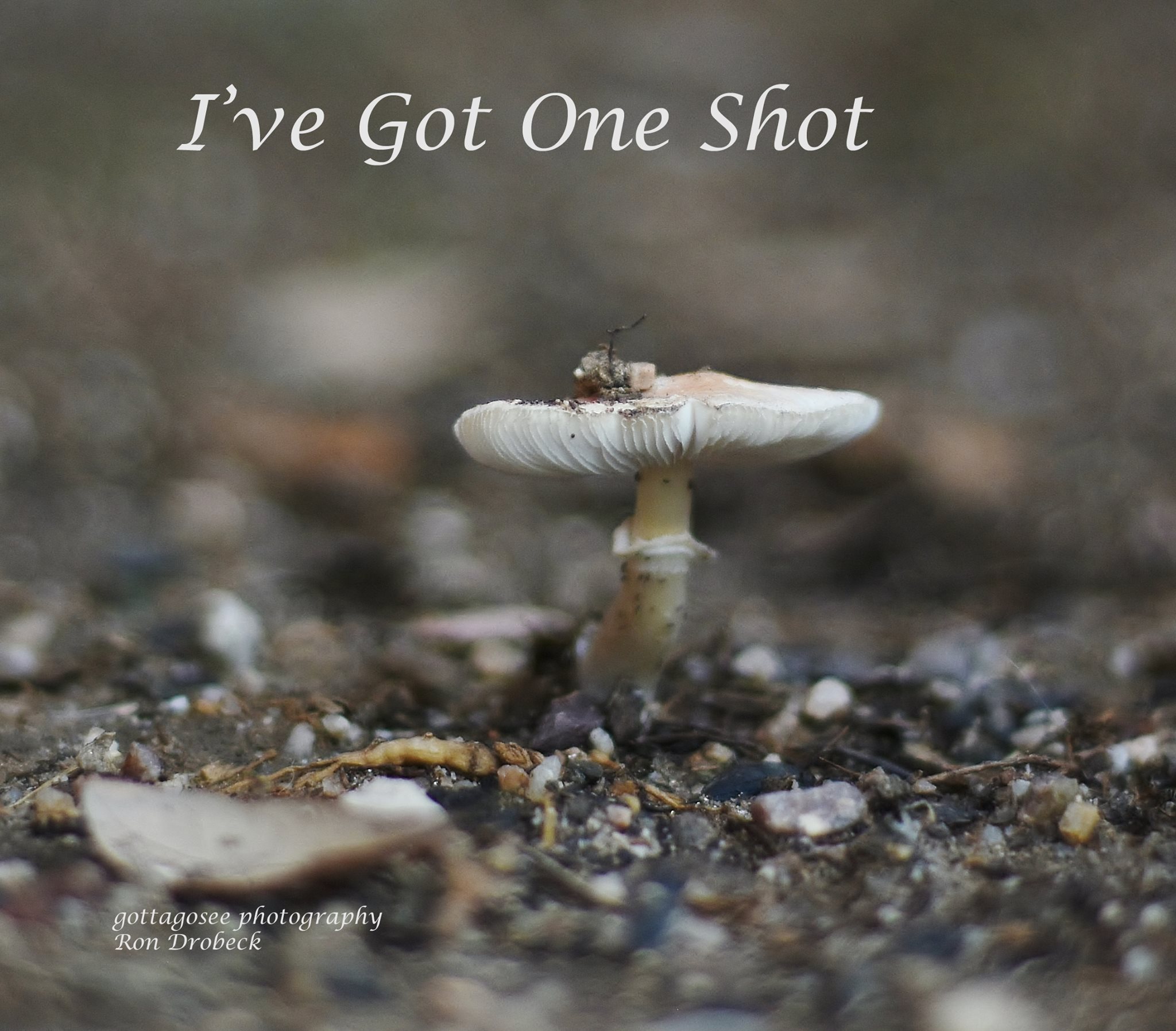 13680314_890889987723516_4993105924011981014_o